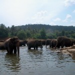 Eléphants de Pinnawela
