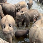 Eléphants de Pinnawela